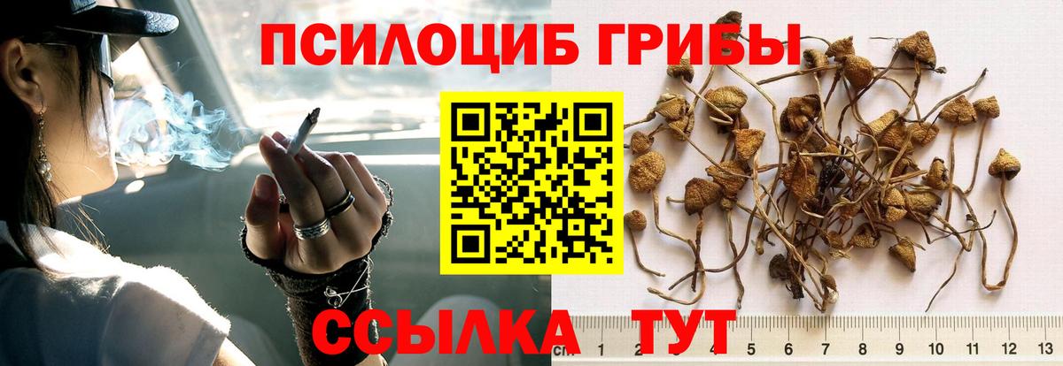 Тобольск  Галлюциногенные грибы мицелий  Псилоцибиновые грибы Psilocybe  Вход с VPN 